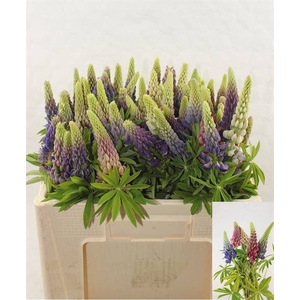 Lupinus
