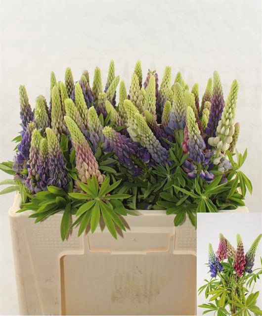 <h4>Lupinus</h4>