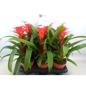 Guzmania  'Hope'