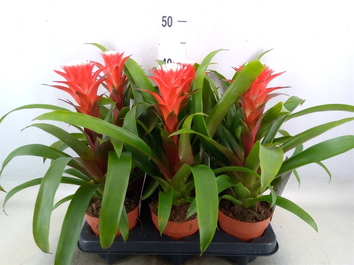 <h4>Guzmania  'Hope'</h4>