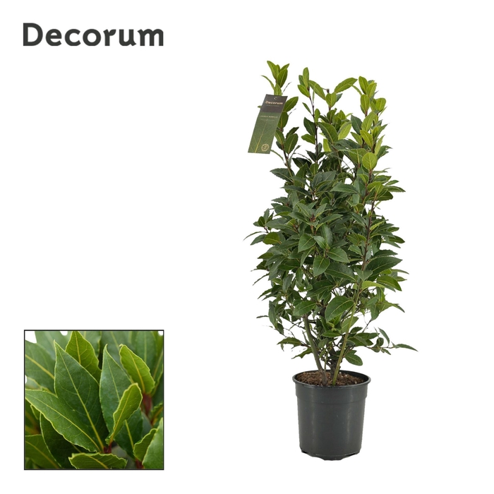 <h4>Laurus nobilis</h4>