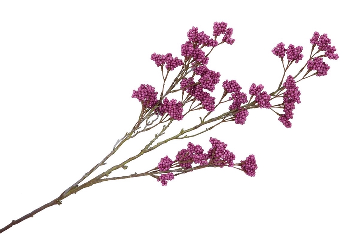 <h4>Silk Berry Spice Purple 108cm</h4>