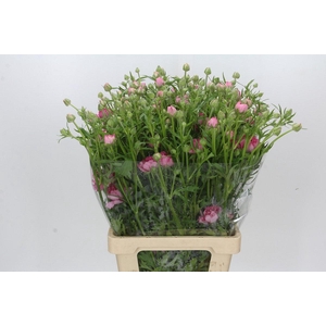 Ranunculus Natura Moderna Dolce