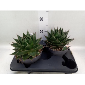 Aloe aristata 'Cosmo'