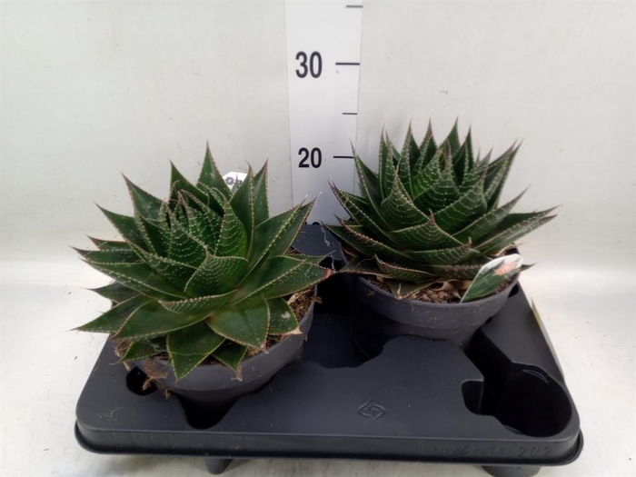 <h4>Aloe aristata 'Cosmo'</h4>