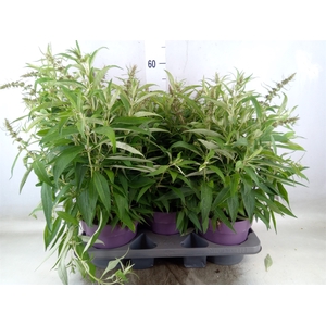 Buddleja davidii 'Butterf CL Purpl'