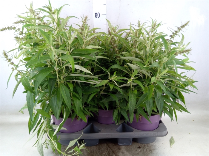 <h4>Buddleja davidii 'Butterf CL Purpl'</h4>