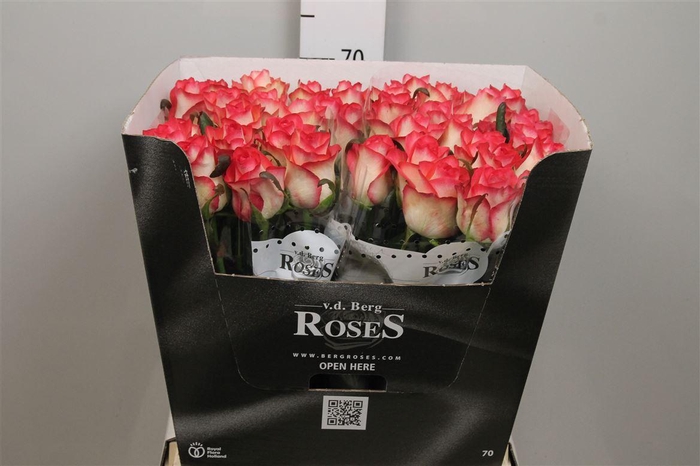 <h4>R Gr Jumilia</h4>