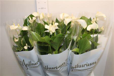 <h4>Anthu An White Champ 7+</h4>