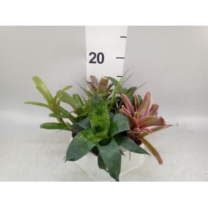 Bromelia ...mix