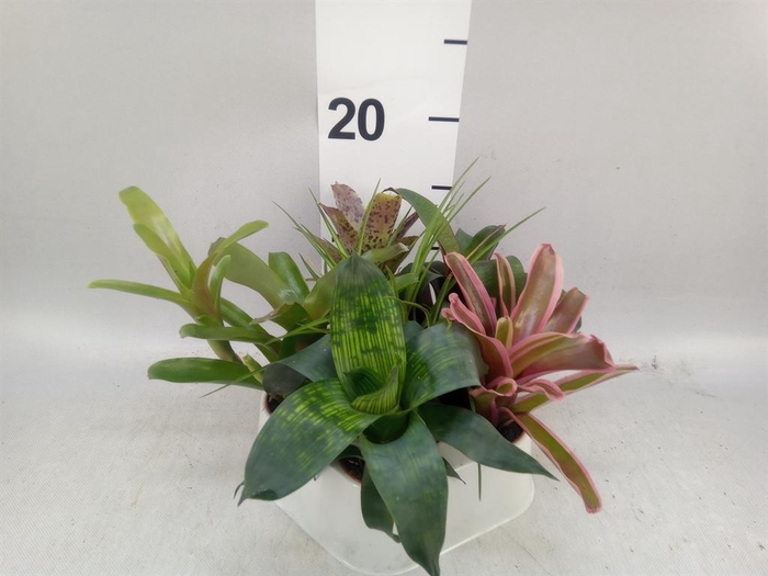 <h4>Bromelia   ...mix</h4>