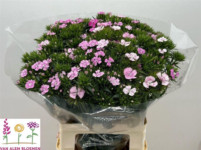 <h4>Di Barb Will Pink Magic</h4>