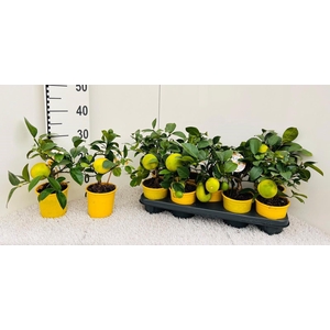 Citrus meyeri Lemon mini-stem (s2)