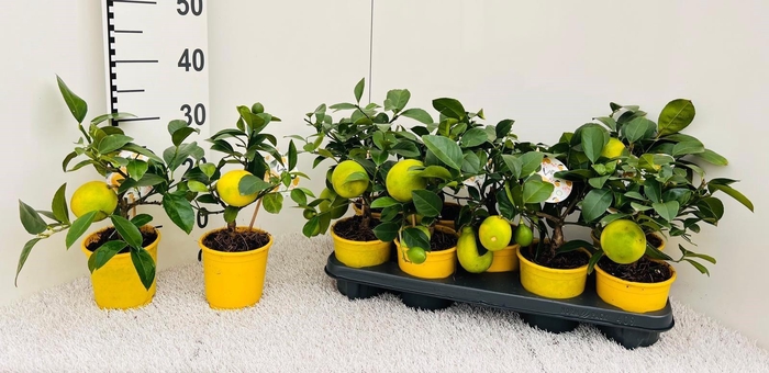 <h4>Citrus meyeri Lemon mini-stem (s2)</h4>