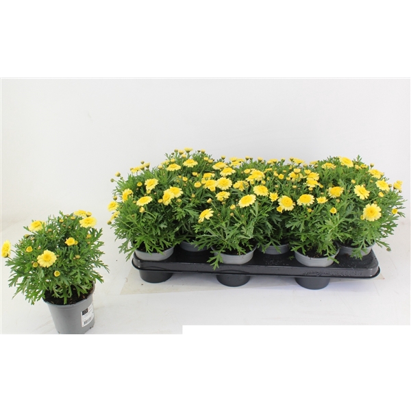 <h4>Argyranthemum frutescens La Rita Yellow</h4>