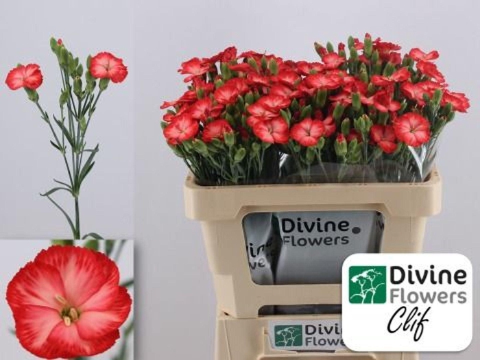 <h4>Dianthus TR 'Solomio Clif'</h4>