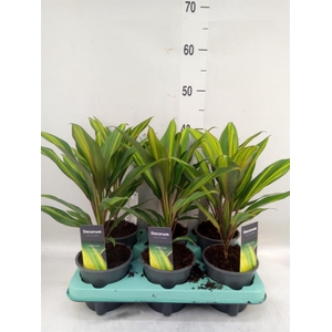 Cordyline fruti. 'Kiwi'