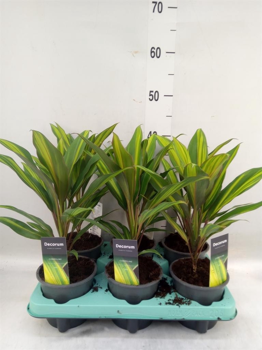 <h4>Cordyline fruti. 'Kiwi'</h4>