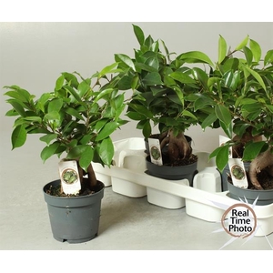 Ficus mi Ginseng 12Ø 30cm 1pp