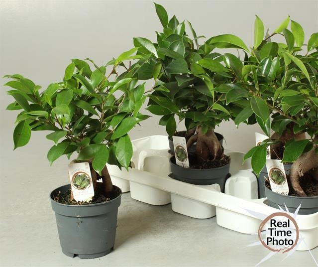 Ficus mi Ginseng 12Ø 30cm 1pp