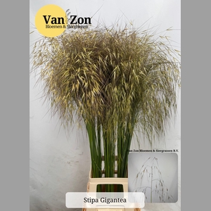 STIPA GIGANTEA