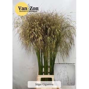 STIPA GIGANTEA