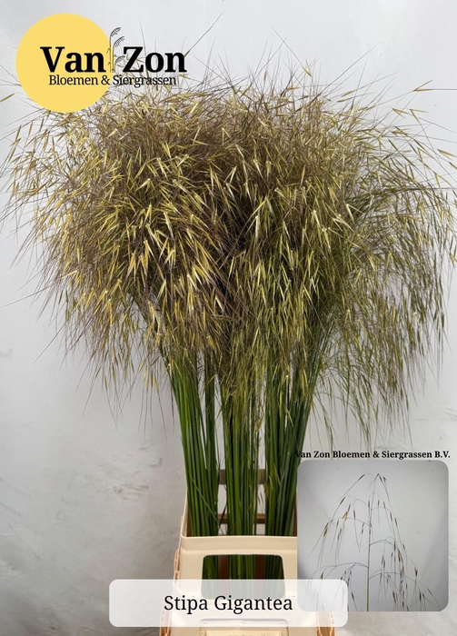 <h4>STIPA GIGANTEA</h4>
