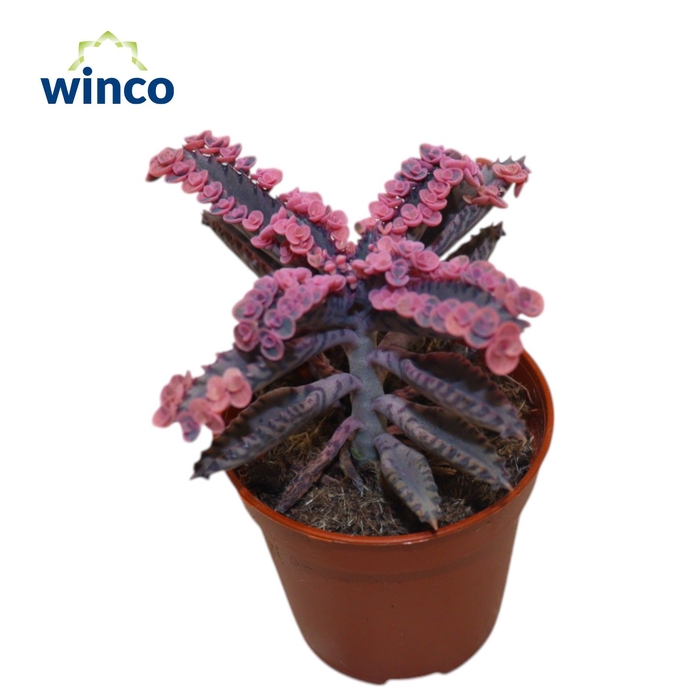 <h4>Kalanchoe Pink Butterfly</h4>