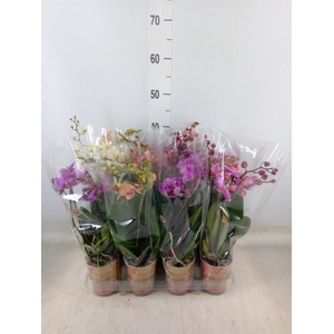 Phalaenopsis multi.   ...