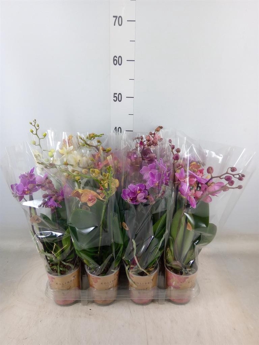 <h4>Phalaenopsis multi.   ...</h4>