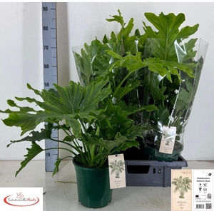 PHIL BIP LITTLE HOPE