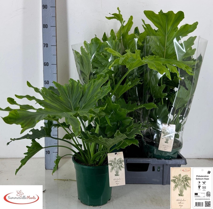 <h4>PHIL BIP LITTLE HOPE</h4>