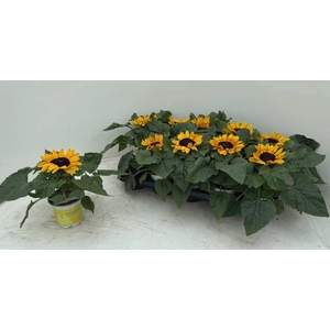 HELIANTHUS PETISOL P10.5