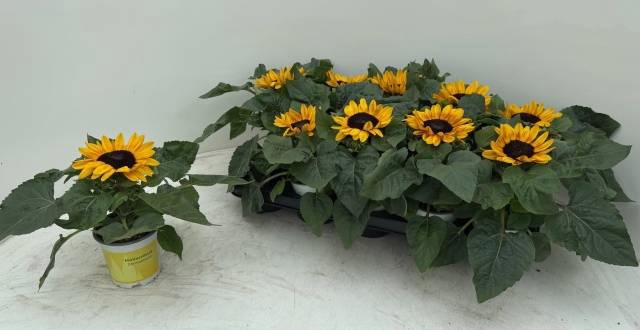 <h4>HELIANTHUS PETISOL P10.5</h4>