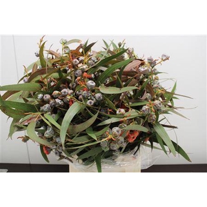 EUCALYPTUS EUCABOULE ROOD