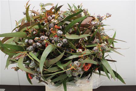 <h4>EUCALYPTUS EUCABOULE ROOD</h4>