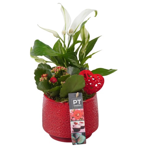 <h4>PTVMB4704 Arrangementen kamerplanten</h4>