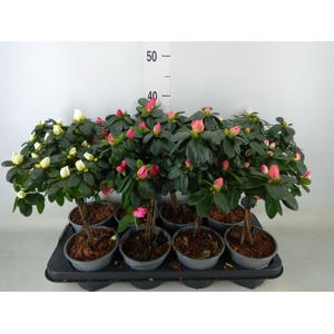 Rhododendron sim.   ...mix
