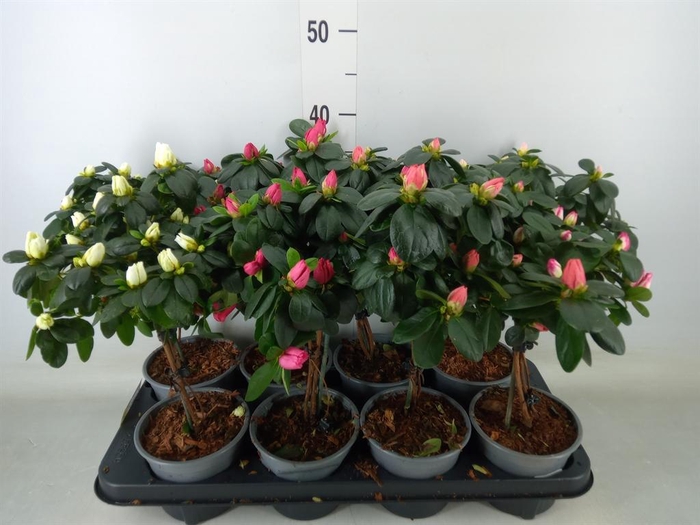 <h4>Rhododendron sim. ...mix</h4>