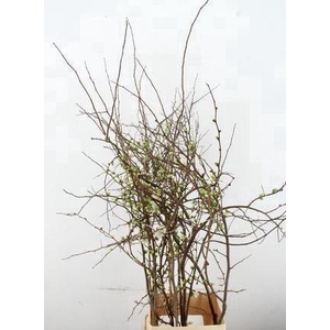 CHAENOMELES SUPERBA WHITE EXTRA 120CM