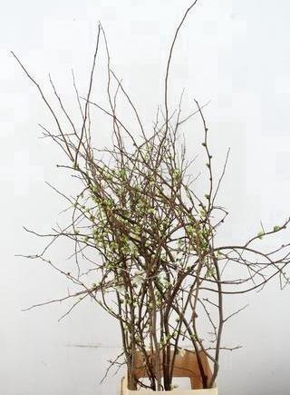 <h4>CHAENOMELES SUPERBA WHITE EXTRA 120CM</h4>