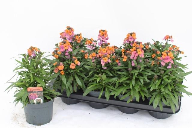 <h4>ERYS RED JEP</h4>