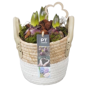 PTHC6019 Arrangementen Hyacinthus