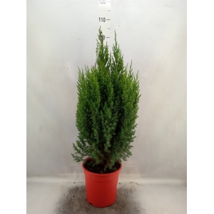 Juniperus chinensis 'Stricta'