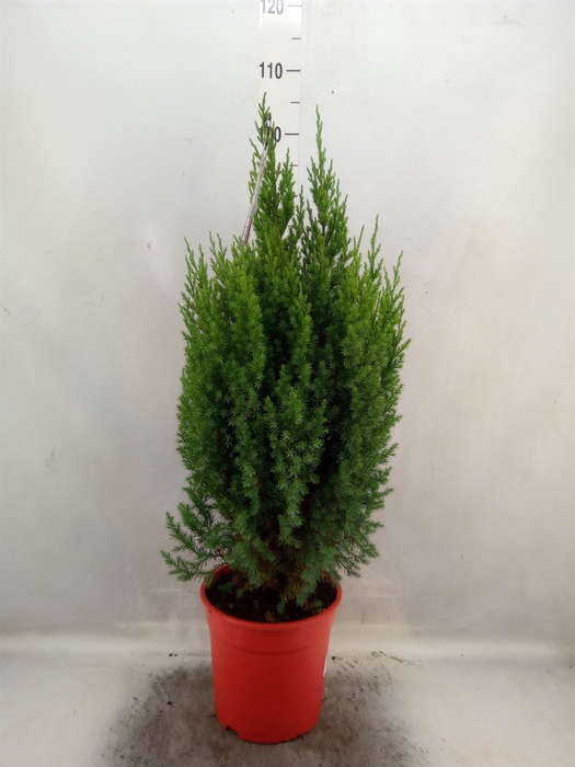 <h4>Juniperus chinensis 'Stricta'</h4>