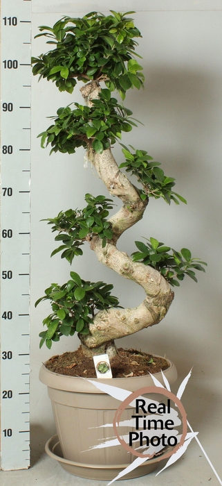 <h4>Fic Mi Ginseng</h4>