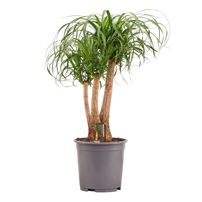 <h4>Beaucarnea vertakt 27 cm</h4>
