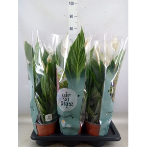 Spathiphyllum  'Bingo Cupido'