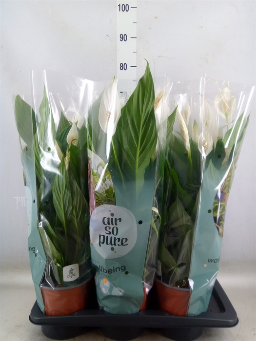 <h4>Spathiphyllum  'Bingo Cupido'</h4>