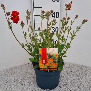 Geum Scarlet Tempest P19